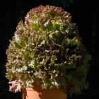 Hydro-Organico Vegetables